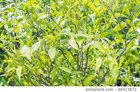 Tangerine citrus tree after the rain, close-up of leaves and branches looking fresh Tangerine citrus tree after the rain, close-up of leaves and branches looking fresh 86423672