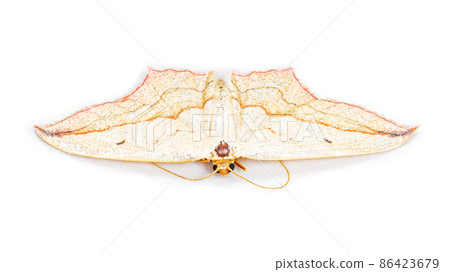 The blood-vein moth or Timandra comae isolated on white background, macro photo 86423679