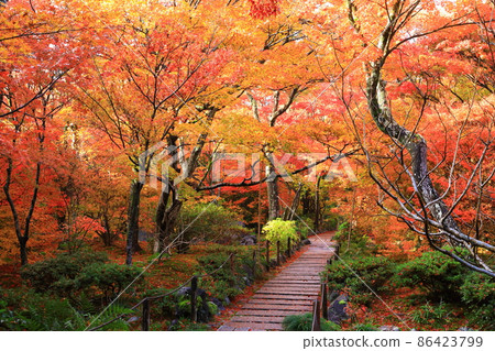 Autumn Hokyoin Autumn Leaves Scenery 86423799