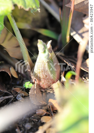 從地上冒出來的可愛的“吹之人”。 86423947