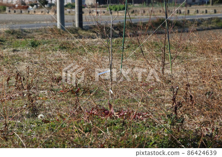 偽裝的農田？背技術？ 86424639