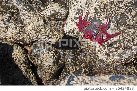 Moorish Crab or Red Crab (Grapsus adscensionis) on Lanzarote island Moorish Crab or Red Crab (Grapsus adscensionis) on Lanzarote island 86424858