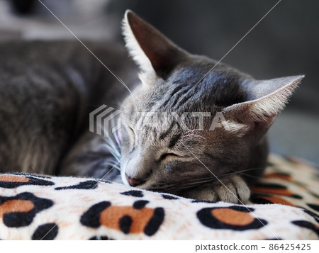 cute short hair young asian kitten grey and black stripes home cat relaxing lazy on a leopard pattern pillow portrait shot selective focus blur home indoor background 86425425