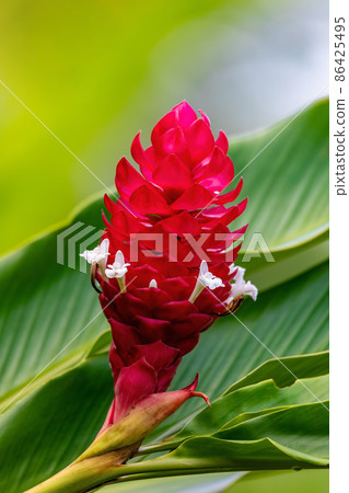 Alpinia purpurata will grow in rainforest of Costa Rica 86425495
