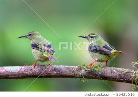 Red-legged honeycreeper female, La Fortuna, Costa Rica Red-legged honeycreeper female, La Fortuna, Costa Rica 86425516