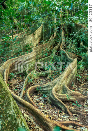 Fig Tree roots in Rincon de la Vieja, Province, Costa Rica Fig Tree roots in Rincon de la Vieja, Province, Costa Rica 86425517