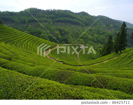 Jeollanam-do. Boseong-gun. Botje. Tea field. Green tea 86425711