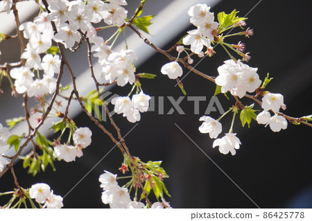 "Sakura (Yoshino cherry tree, beginning to fall)" "Sakura (Yoshino cherry tree, beginning to fall)" 86425778