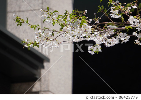"Sakura (Sakura of roadside trees)" "Sakura (Sakura of roadside trees)" 86425779