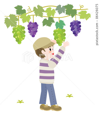 一個男孩狩獵葡萄的插圖 86426075