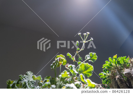 天竺葵花 86426128