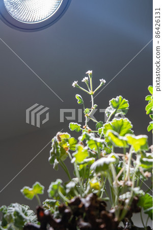 Flowered pelargonium mirabile Flowered pelargonium mirabile 86426131
