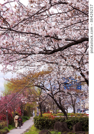 Spring Kyoto cherry blossom road Spring Kyoto cherry blossom road 86426257