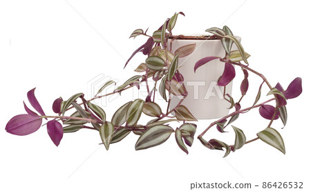 Tradescantia zebrina, exotic tropical leaf, isolated on white background with clipping path Tradescantia zebrina, exotic tropical leaf, isolated on white background with clipping path 86426532