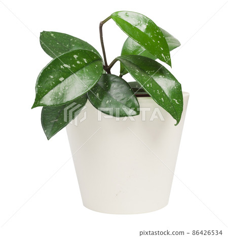 Hoya Carnosa isolated on white background. White pot. Hoya Carnosa isolated on white background. White pot. 86426534