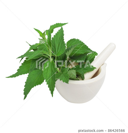 Fresh green nettle stands in mortar on white isolated background. Fresh green nettle stands in mortar on white isolated background. 86426566
