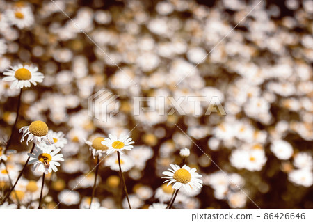 vintage colored medical roman Chamomile flowers Field vintage colored medical roman Chamomile flowers Field 86426646