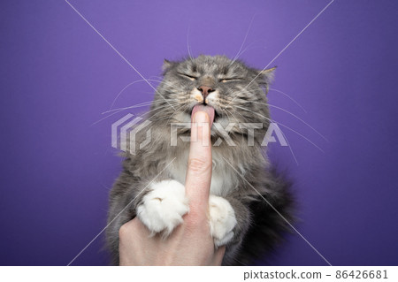 cute hungry cat licking creamy snack off finger cute hungry cat licking creamy snack off finger 86426681