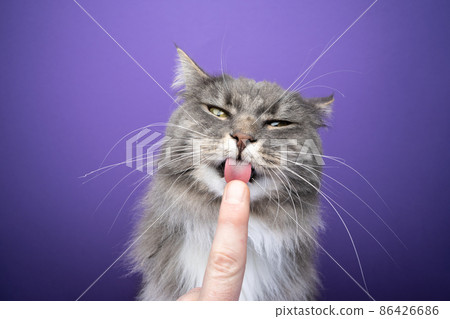 cute hungry cat licking finger with rough cat's tongue cute hungry cat licking finger with rough cat's tongue 86426686