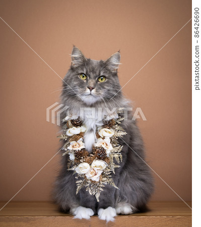 fluffy gray cat sitting on wooden ground wearing golden flower chain 86426690