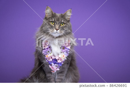 fluffy gray cat wearing flower chain on purple background 86426691