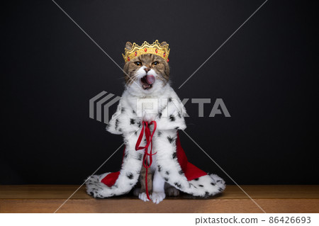 cute hungry cat wearing royal king costume with crown licking lips 86426693
