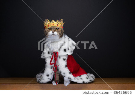 royal cat wearing king costume with crown looking cute 86426696