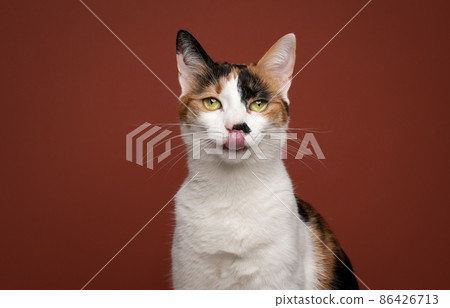 hungry white calico cat licking lips waiting for food hungry white calico cat licking lips waiting for food 86426713