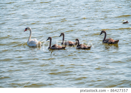 A female mute swan, Cygnus olor, swimming on a lake with its new born baby cygnets. Mute swan protects its small offspring. Gray, fluffy new born baby cygnets. A female mute swan, Cygnus olor, swimming on a lake with its new born baby cygnets. Mute swan protects its small offspring. Gray, fluffy new born baby cygnets. 86427357