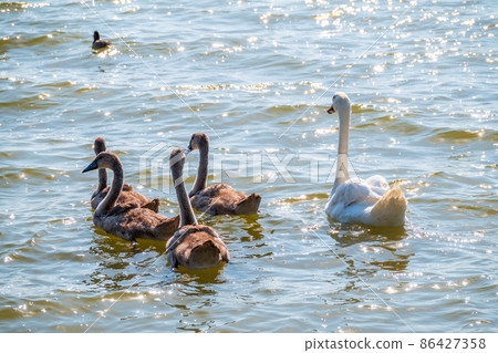 A female mute swan, Cygnus olor, swimming on a lake with its new born baby cygnets. Mute swan protects its small offspring. Gray, fluffy new born baby cygnets. A female mute swan, Cygnus olor, swimming on a lake with its new born baby cygnets. Mute swan protects its small offspring. Gray, fluffy new born baby cygnets. 86427358