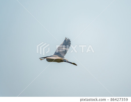 The flight of the little egret or Small White Heron. The flight of the little egret or Small White Heron. 86427359