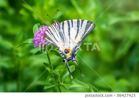Beautiful Butterfly Scarce Swallowtail, Sail Swallowtail, Pear-tree Swallowtail, Podalirius. Latin name Iphiclides podaliriu. Butterfly collects nectar on flower. 86427425