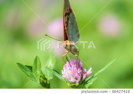 The dark green fritillary butterfly collects nectar on flower. Speyeria aglaja is a species of butterfly in the family Nymphalidae. 86427428