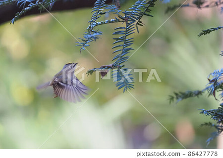 Goldcrest在盤旋時尋找食物 86427778