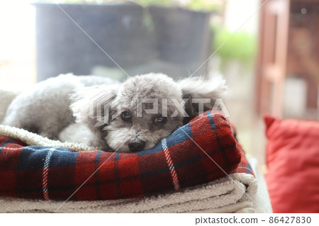 睡在紅色格子毯上的玩具貴賓犬 86427830