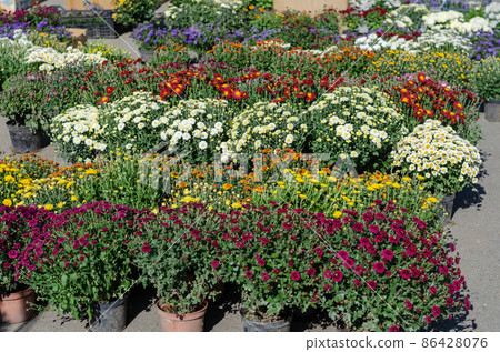 Variety of chrysanthemums in flower pots.  86428076
