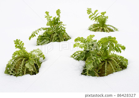 冬天蘿蔔地裡積雪... 1 86428327