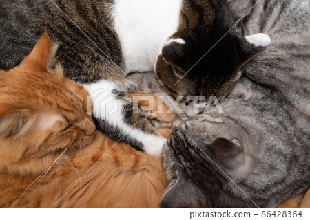 三隻貓一起睡 86428364