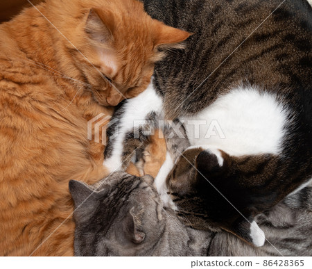 三隻貓一起睡 86428365
