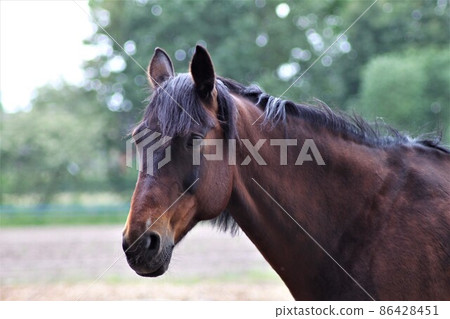 Portrait of a brown horse standing on a sandy paddock 86428451
