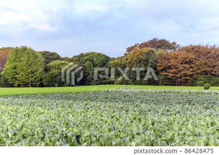 Autumn in Satoyama Vegetable field 86428475