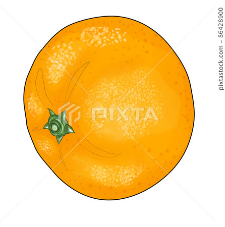 Illustration of tangerine lying sideways Illustration of tangerine lying sideways 86428900