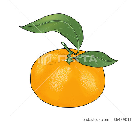 Illustration of tangerine with branches and leaves - Stock Illustration ...