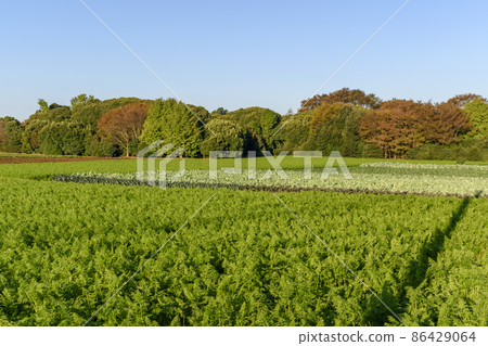 Autumn in Satoyama Vegetable field 86429064