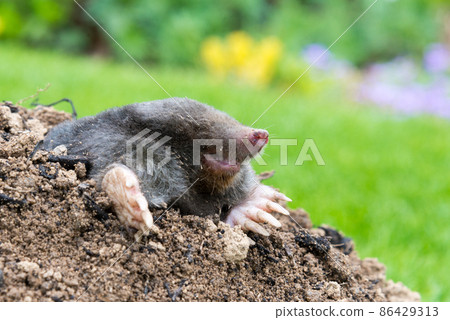 Mole, Talpa europaea, crawling out of brown molehill, green grass in background. Animal from garden. Mole, Talpa europaea, crawling out of brown molehill, green grass in background. Animal from garden. 86429313