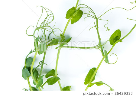 young pea plant grown as micro green, isolated on white 86429353