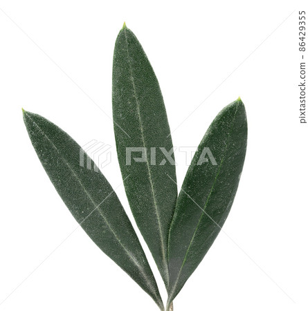 Photo of green olive leaves isolated on white background Photo of green olive leaves isolated on white background 86429355