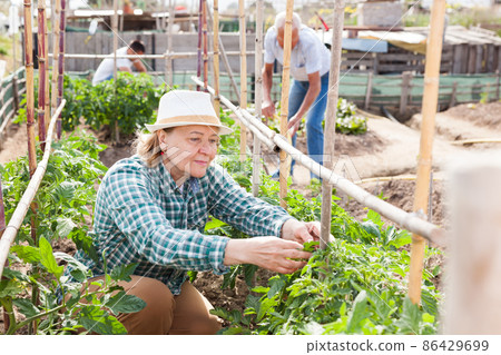 Female horticulturist working with tomatoes bushes, during family gardening Female horticulturist working with tomatoes bushes, during family gardening 86429699