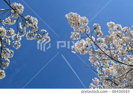 Spring Osaka blue sky, cherry blossoms in full bloom and contrails Spring Osaka blue sky, cherry blossoms in full bloom and contrails 86430085