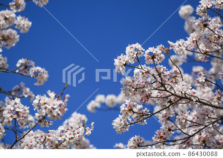 Spring Osaka blue sky and cherry blossoms in full bloom 86430088